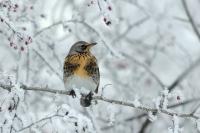 Turdus pilaris