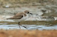 Charadrius leschenaultii