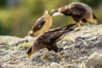 Caracara plancus