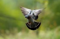 Columba oenas