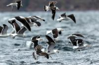 Larus dominicanus