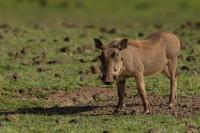 Common warthog