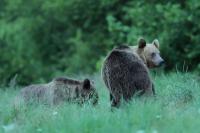 Brown bear