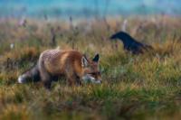 Red fox