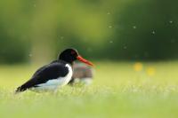 Haematopus ostralegus