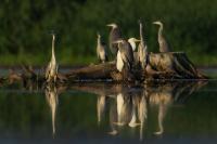 Ardea cinerea