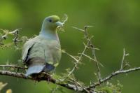 Sri Lanka FAUNA