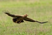 Aquila nipalensis