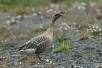 Iceland - fauna