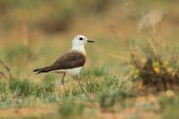 Mongolia fauna 