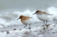 Calidris minuta