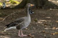 London-St James's Park