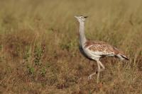 ETHIOPIA FAUNA