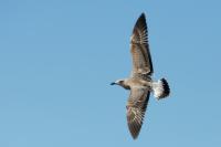 Larus argentatus