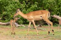 Impala