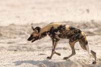 African wild dog