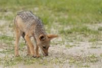 Black-backed jackal