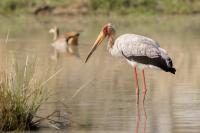 Mycteria ibis