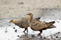 Pterocles gutturalis