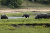 Common hippopotamus