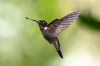 ECUADOR-FAUNA