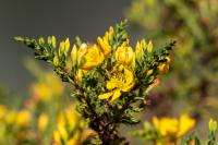 ECUADOR -FLOWERS