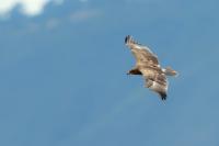 Aquila nipalensis