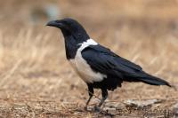 Corvus albus