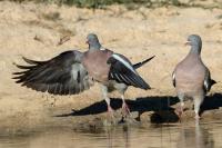 Columba palumbus