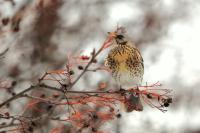 Turdus pilaris