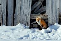 Red fox