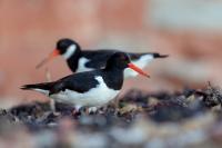 Haematopus ostralegus