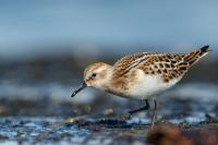 Calidris minuta