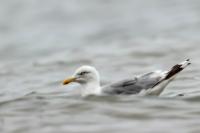 Larus argentatus