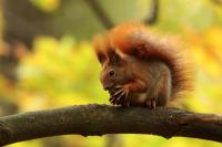 Red squirrel