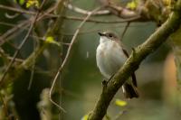 Ficedula hypoleuca