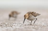 Calidris alpina