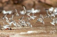 Calidris alba