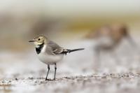 Motacilla alba