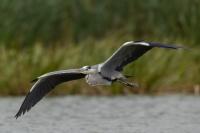 Ardea cinerea