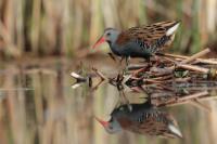 Rallus aquaticus