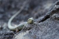 Madeira fauna