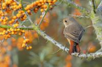 Germany - FAUNA