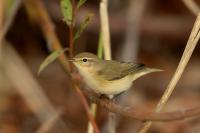 Phylloscopus collybita