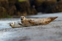 Harbor seal