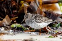 Calidris maritima