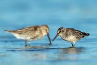 Calidris falcinellus