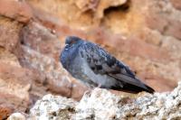 Columba livia domestica