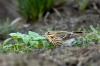 Anthus trivialis