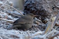 Turdus merula